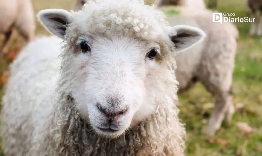 ¿Quieres conocer la esquila de ovejas? entonces visita la muestra costumbrista de lago Maihue