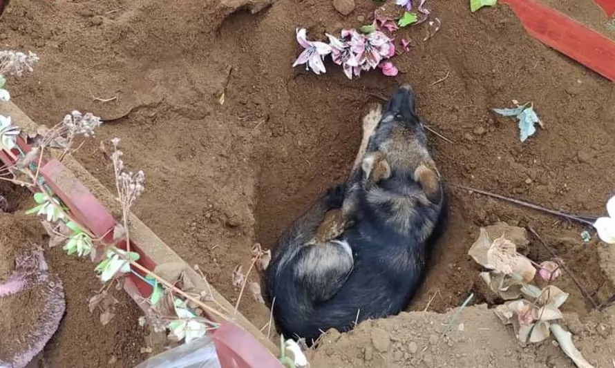 Vecina de Futrono denuncia que perros destruyen tumbas