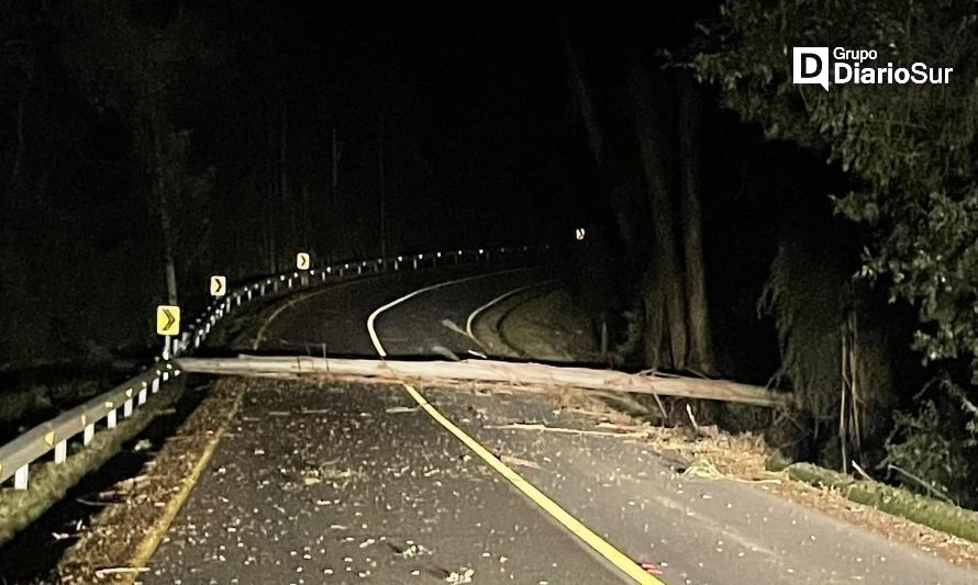 Precaución por árbol sobre la ruta en Cuesta Santa Cristina