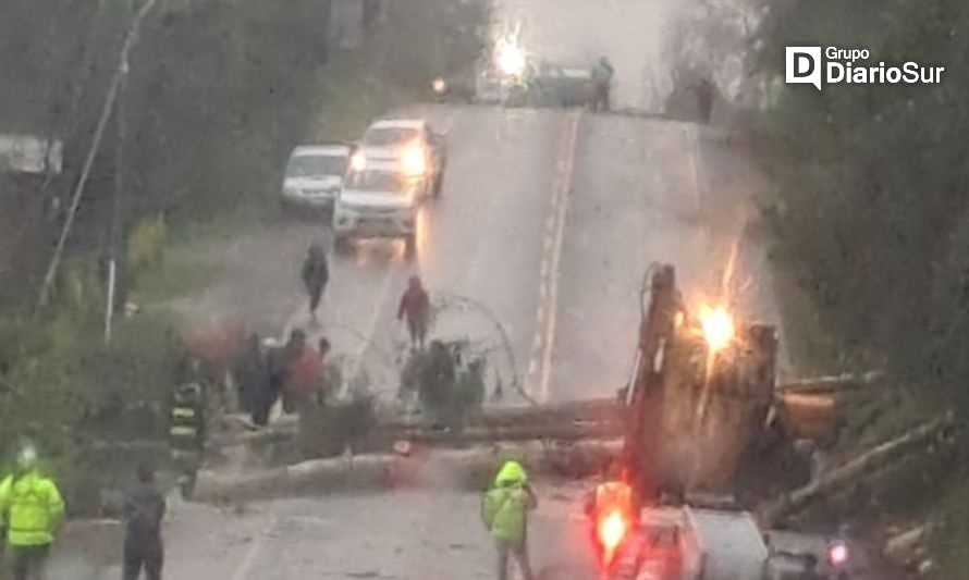 Reportan árbol caído en la vía en acceso a Futrono