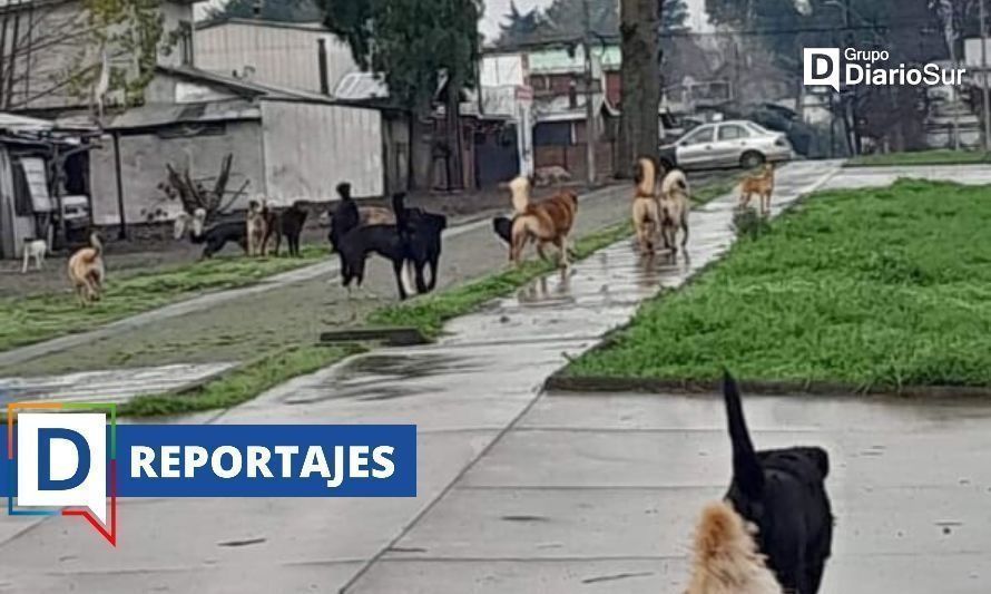 Perros abandonados, un problema de toda la sociedad