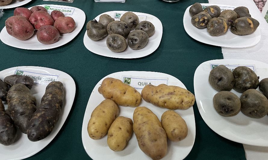 Ministerio de Agricultura impulsa conservación, sanidad y producción de papas nativas 