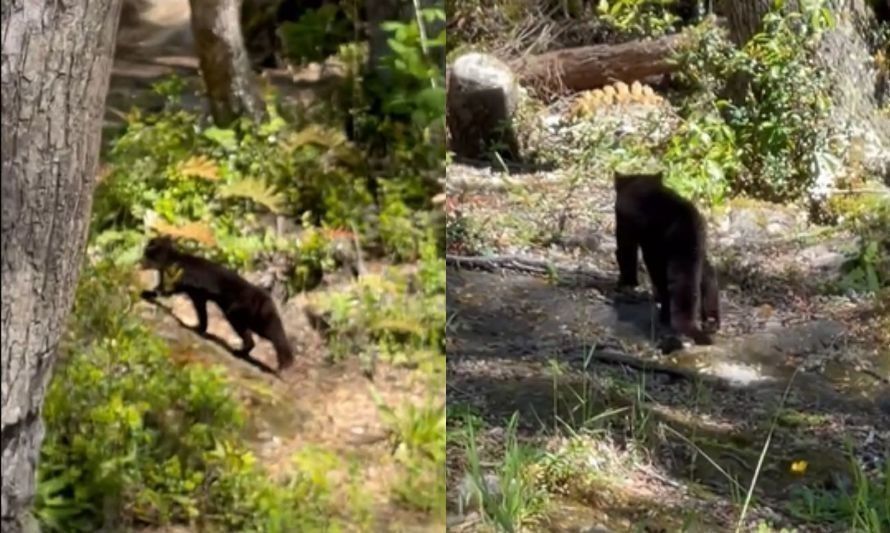 Comparten bello registro de güiña melánica en Reserva Nacional Mocho Choshuenco en Los Ríos