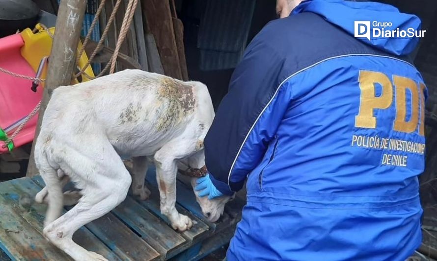 El animalito se encuentra en malas condiciones de salud. Crédito: PDI os Ríos