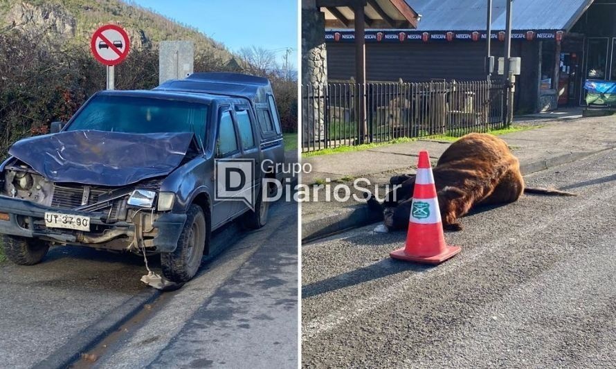 Vacuno muere atropellado en calle principal de Llifén