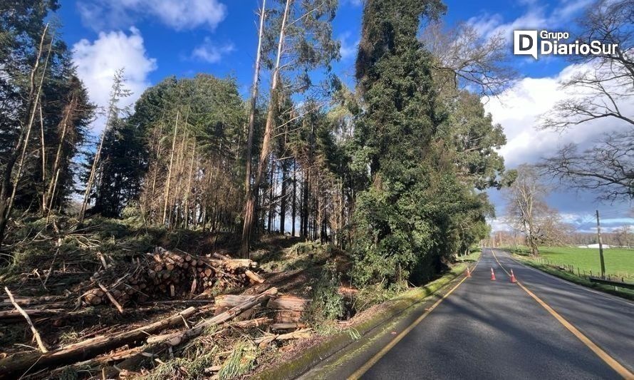 Talan los eucaliptus a un costado de la carretera en Cuesta Santa Cristina
