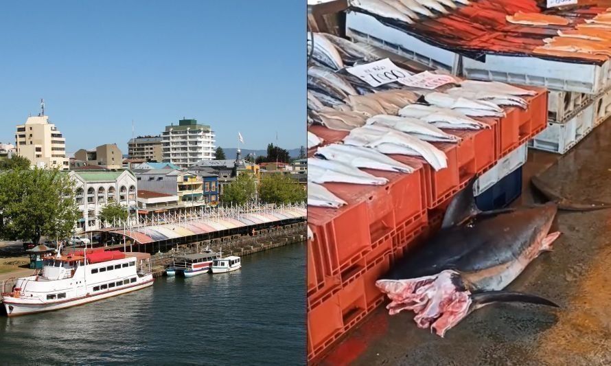 Aclaran video viral de tiburón en mercado fluvial de Valdivia