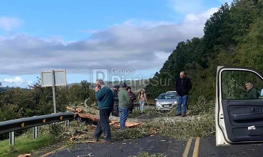 Reportan árbol caído en ruta Futrono-Puerto Nuevo
