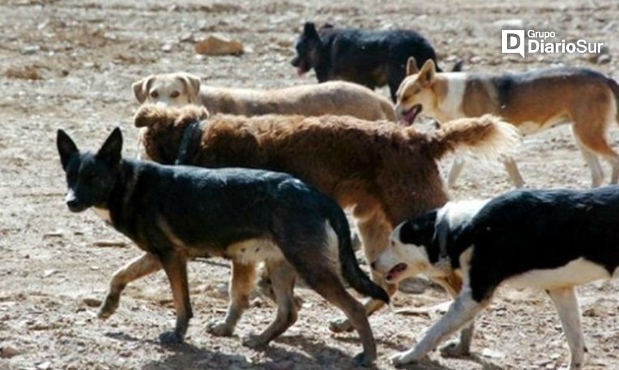 Centenar de animales fueron asesinados por perros asilvestrados en Río Bueno