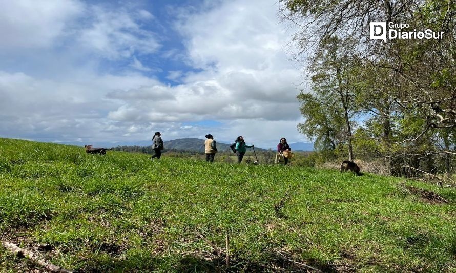 Comunidades mapuches Kilkilko y Puyehue, junto al Proyecto FIC ‘Hongos de Lanco’ unen esfuerzos en la práctica ancestral de recolección