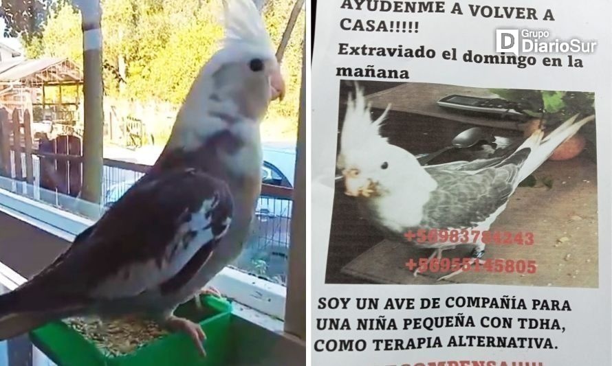 Ayúdame a volver a casa: familia busca a cacatúa extraviada en Futrono