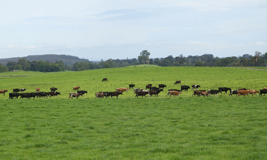 Certificación Grass Fed: Compromiso con la calidad y sustentabilidad