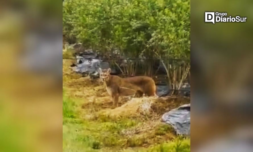 Avistan puma en plantación en San José de la Mariquina