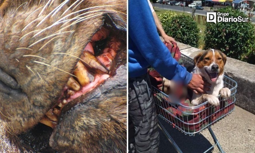 Perrita fue salvajemente atacada por un lobo marino en plena costanera de Valdivia