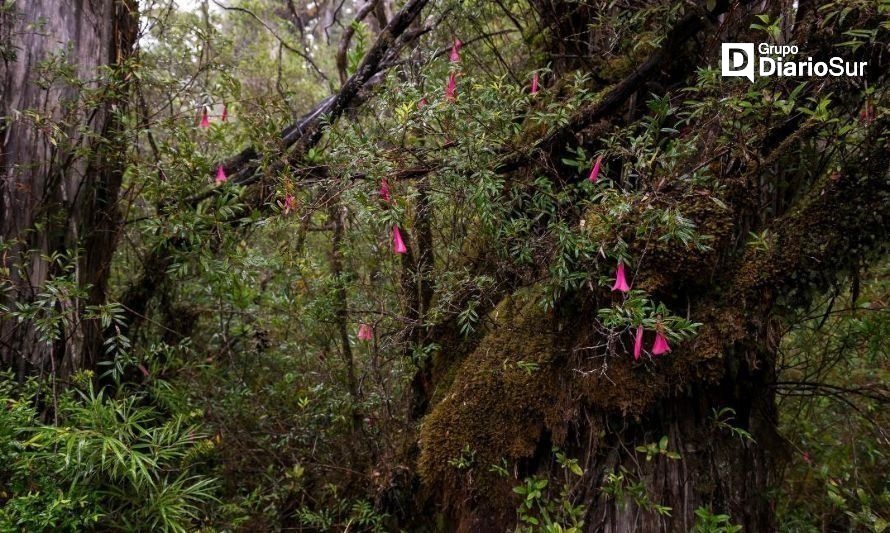 MOP licita proyecto para asfaltar tramo de 18 kilómetros hacia el parque Alerce Costero