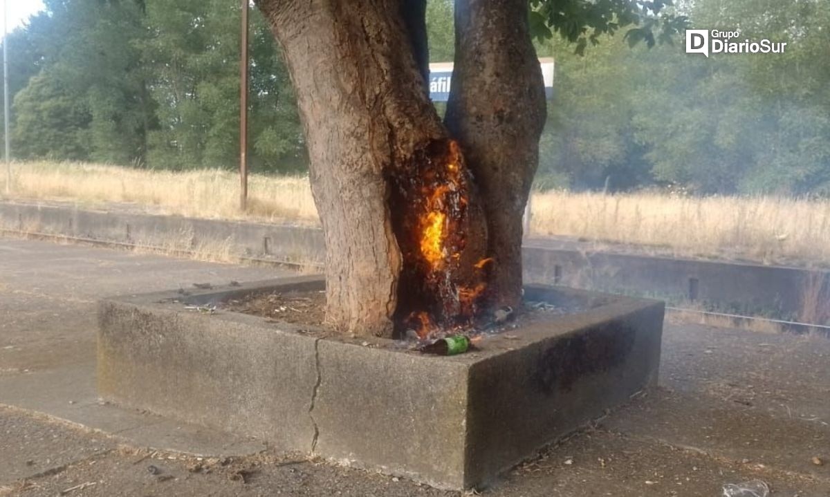 Insólito: lo sorprendieron incendiando un árbol en la vía pública