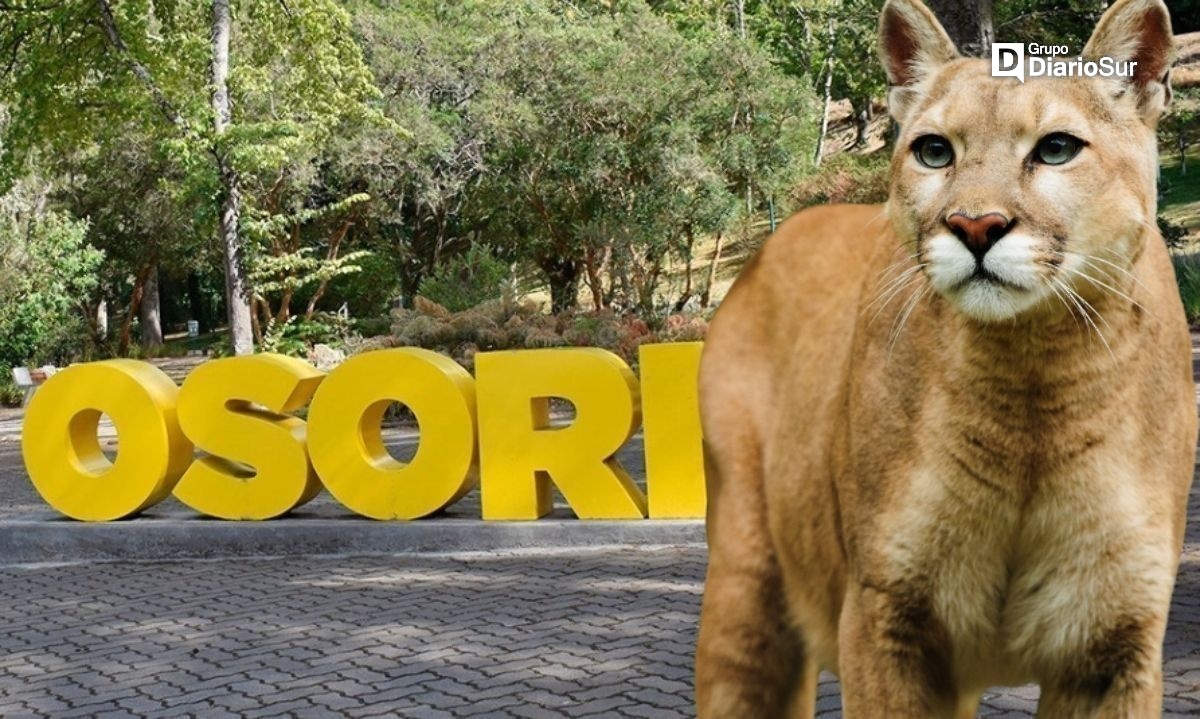 ¿Puma en Osorno? Autoridades cierran parque recreativo