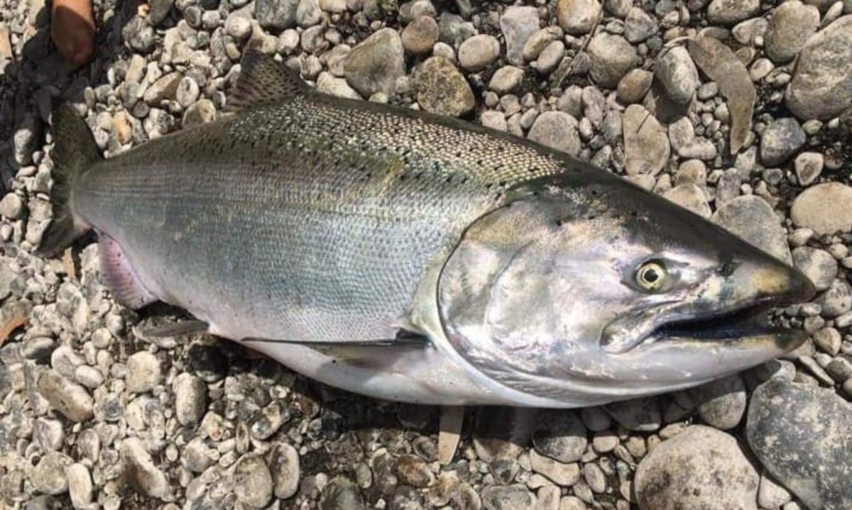 Conoce al salmón Chinook, la especie introducida que forma parte del sur del país