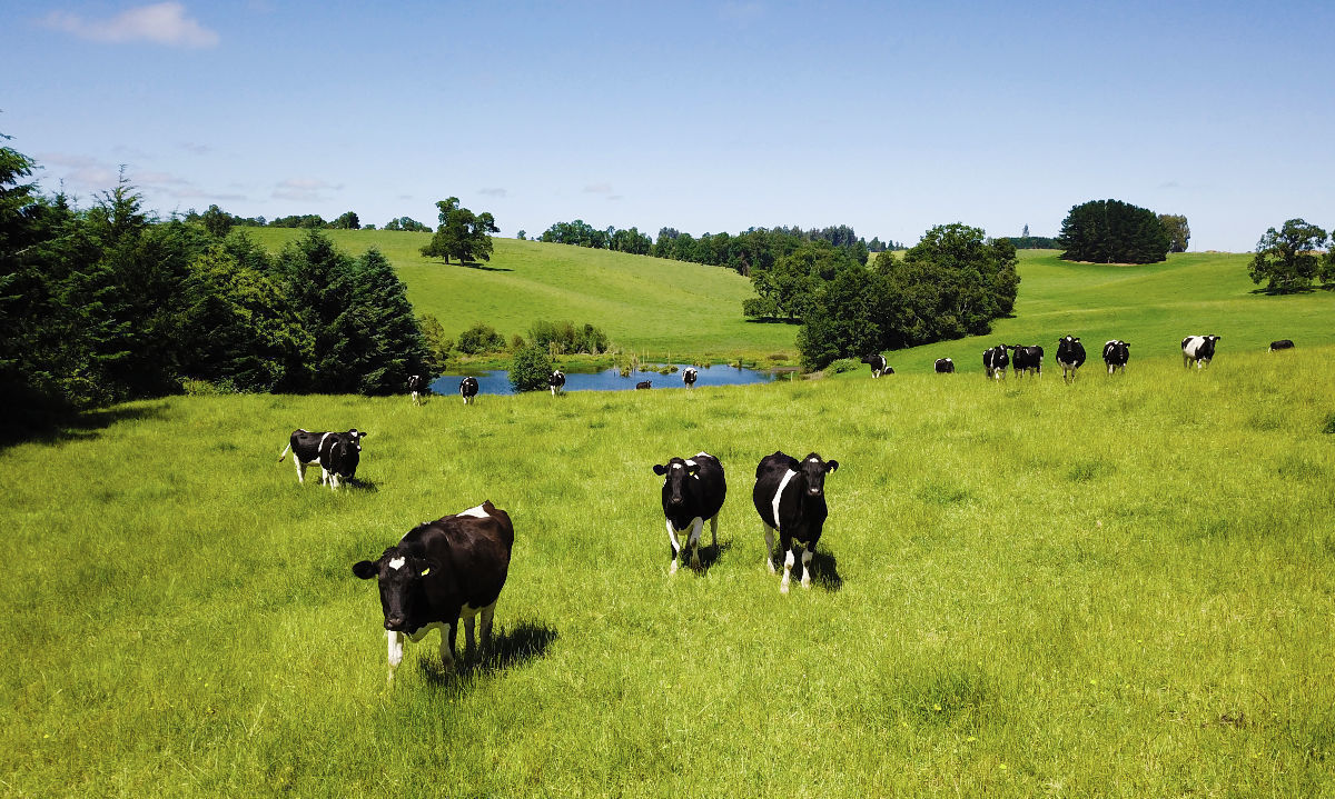 Más del 15% de la leche que Nestlé recibe de sus proveedores en el país cuenta con prácticas de agricultura regenerativa