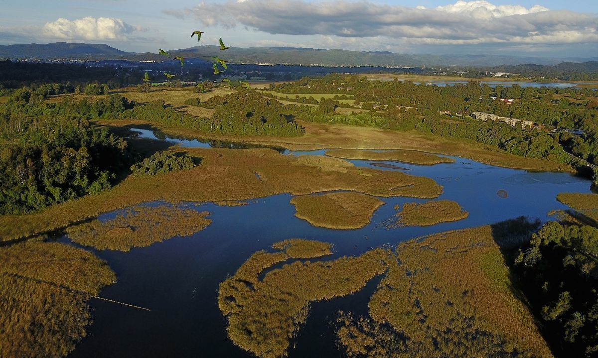 Impulsan innovador proyecto de restauración de bosques en la Región de Los Ríos vinculado a la crisis hídrica