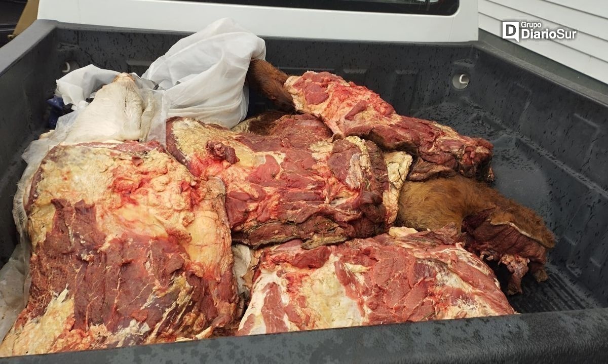 Decomisan más de 253 mil kilos de carne faenada de forma clandestina en El Ranco