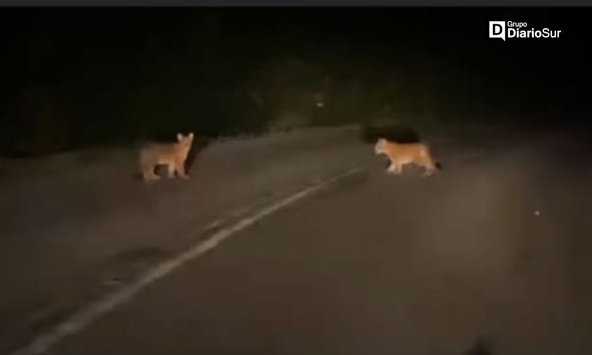 Nuevo avistamiento de pumas en ruta rural de Río Bueno