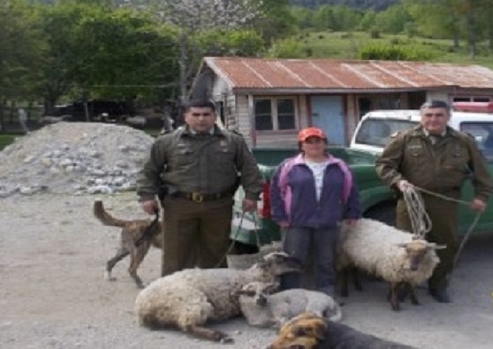 Recuperan dos ovejas y un borrego sustraídos en Curriñe
