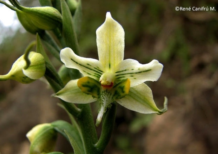 Las Orquídeas, belleza exótica y enigmática.