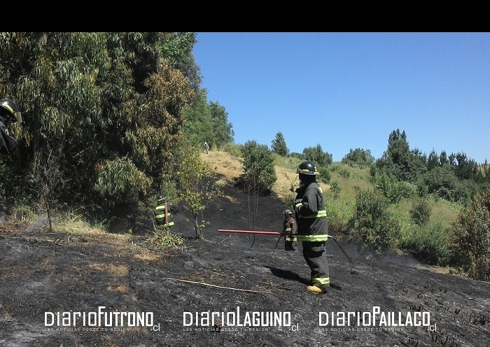 Incendio de pastizales amenazó bosque de eucaliptus de dueño de Radio del Lago