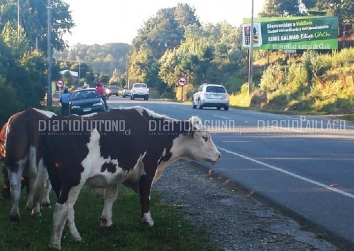 Intendente Azurmendi anunció que tomará acciones, luego de ver video de animales sueltos en la ruta que une Paillaco con Valdivia