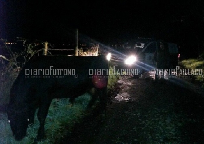Carabineros recuperaron toro que desconocidos intentaron sustraer desde un fundo en Paillaco