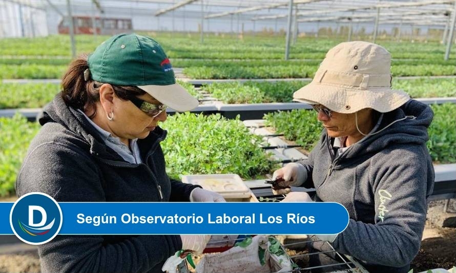 18% menos que la masculina: Fuerza laboral femenina en Los Ríos alcanza un 40.8%