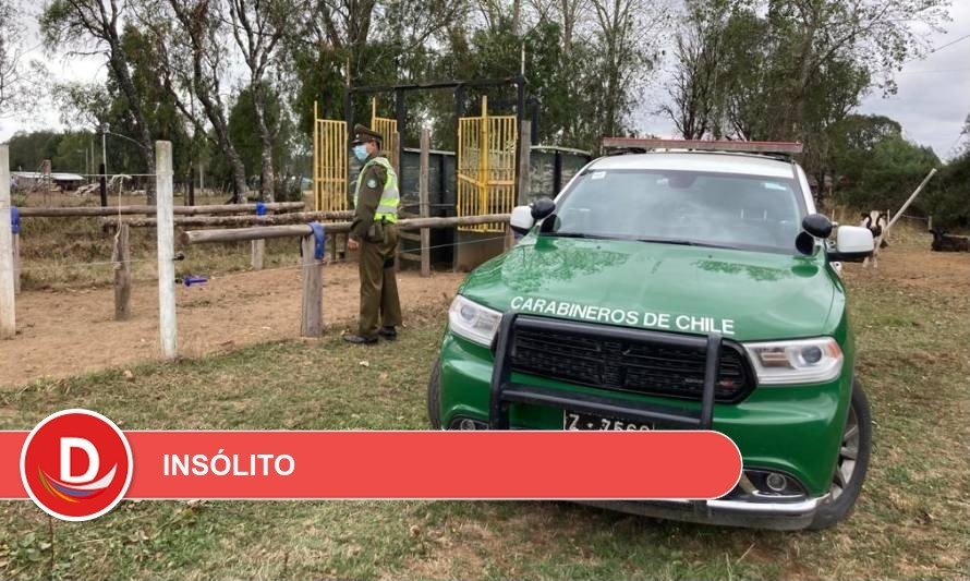 Paillaco: Sumarios sanitarios por participar en carreras de caballos clandestinas