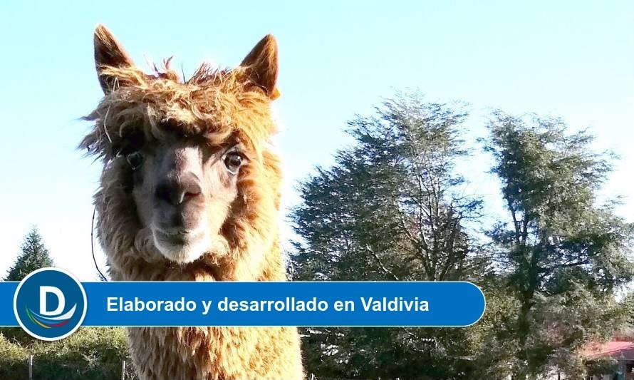 Antiviral a base de anticuerpos de alpacas logró fondo de 200 millones