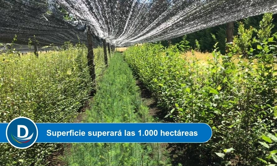 CONAF implementa programa de reactivación económica forestal en Los Ríos