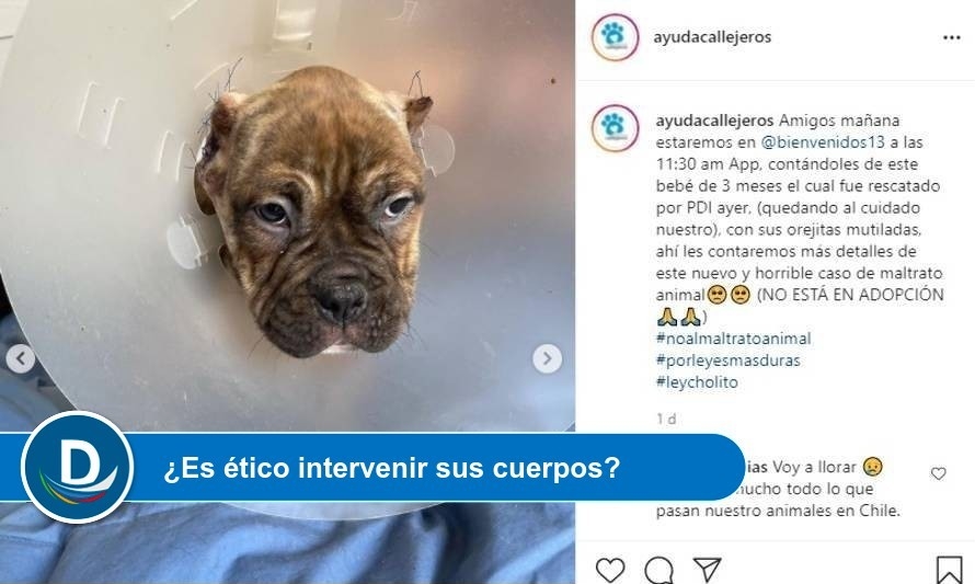 Transversal condena por perrito sometido a cirugía estética