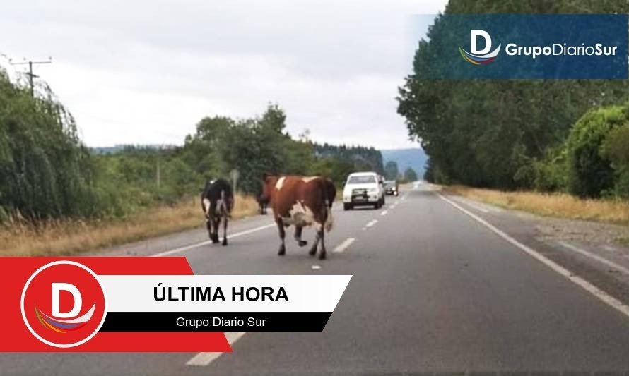 Precaución conductores: Vacunos en la ruta Paillaco-Valdivia