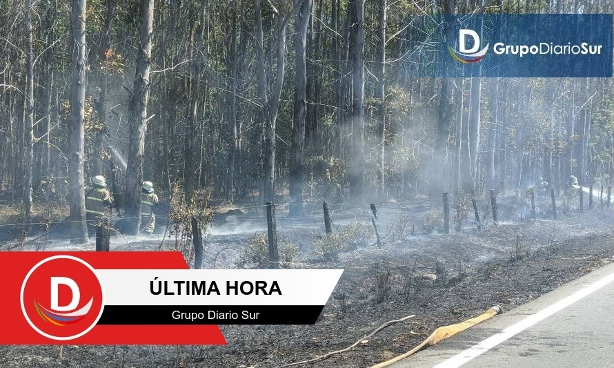 Incendio de pastizales amenaza plantación de eucalipto en ruta Paillaco-Futrono