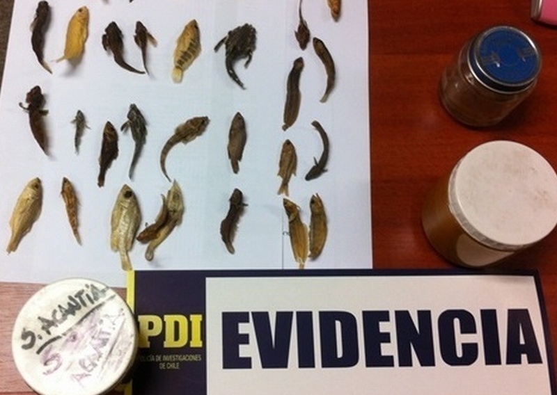 Funcionarios de la PDI recuperan valioso material de investigación robado a Universidad Austral
