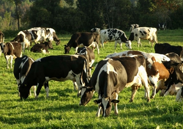 En Isla Huapi se realizará operativo sanitario bovino- ovino 