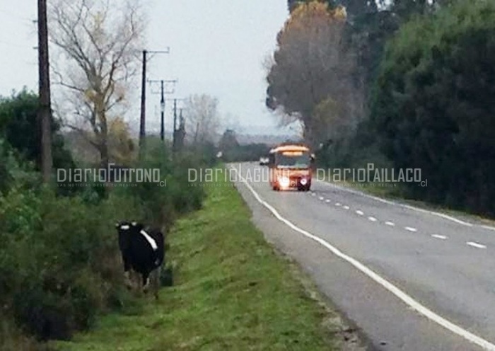  Vacunos nuevamente en la salida sur de Valdivia. ¿Tendremos que esperar otro accidente para que se tomen medidas?