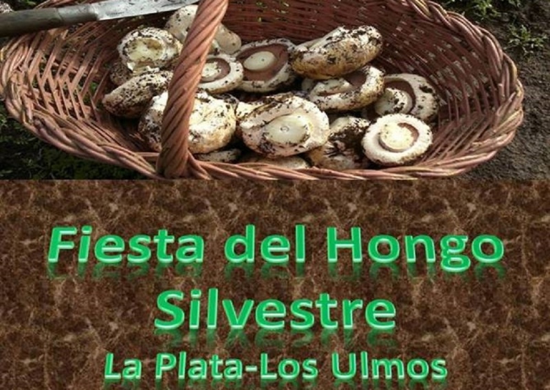 Innovadora Fiesta del Hongo Silvestre y del Trueke se realizará el sábado en La Plata – Los Ulmos