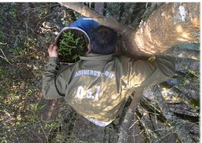 Detiene a mujer que mantenía 43 plantas de marihuana en Huichahue