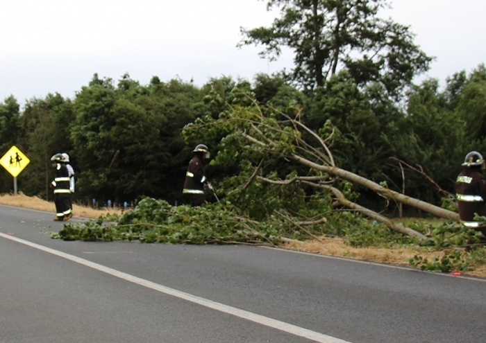 Caída de árbol obstruyó por algunos minutos el tránsito de vehículos