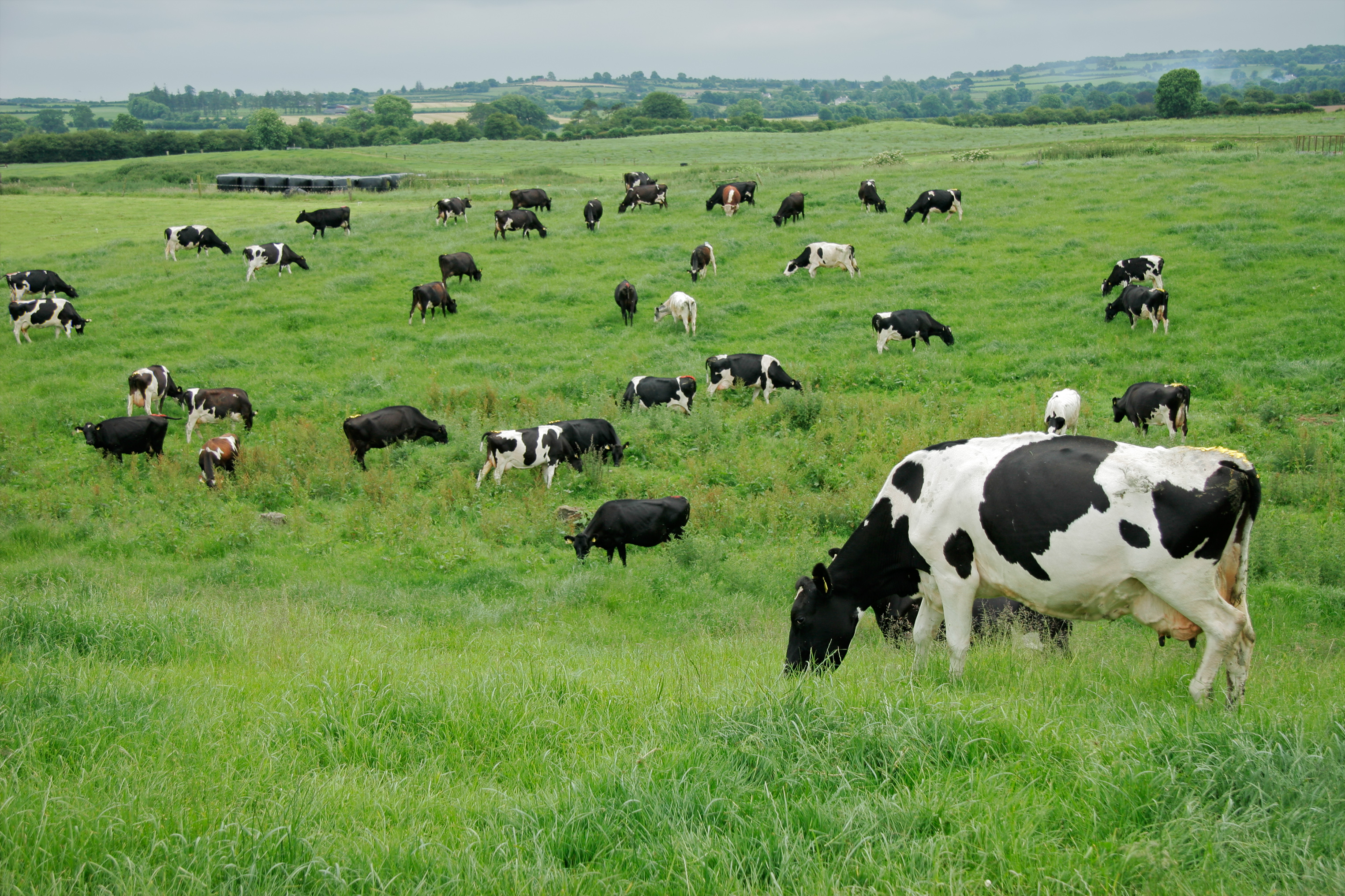 CLIeX: La nueva generación de software agrícola para potenciar el manejo de los rebaños