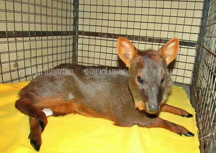 Un monito de monte y un pudú fueron rescatados por el Servicio Agrícola y Ganadero en Los Ríos