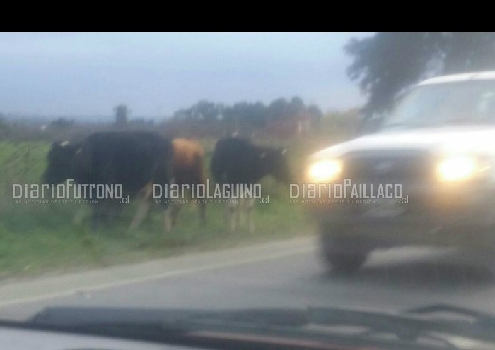 A ESTA HORA: Animales sueltos a metros de donde paillaquinos recordaron a víctimas de la cuesta El Cero