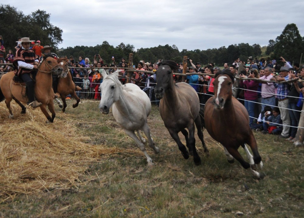 Futrono: Récord de asistentes registró tradicional trilla a yegua suelta de Quimán