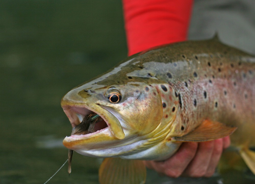 ​Este domingo realizarán Campeonato de Pesca Semana de las Rosas