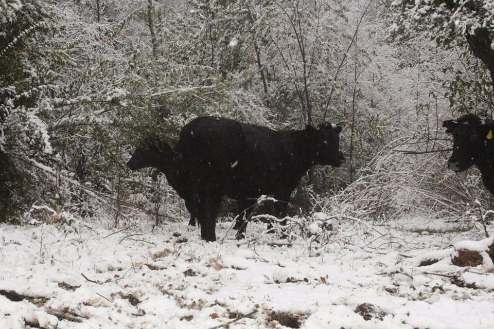 Futrono: Entregarán forraje a agricultores afectados por nevazón en zonas cordilleranas